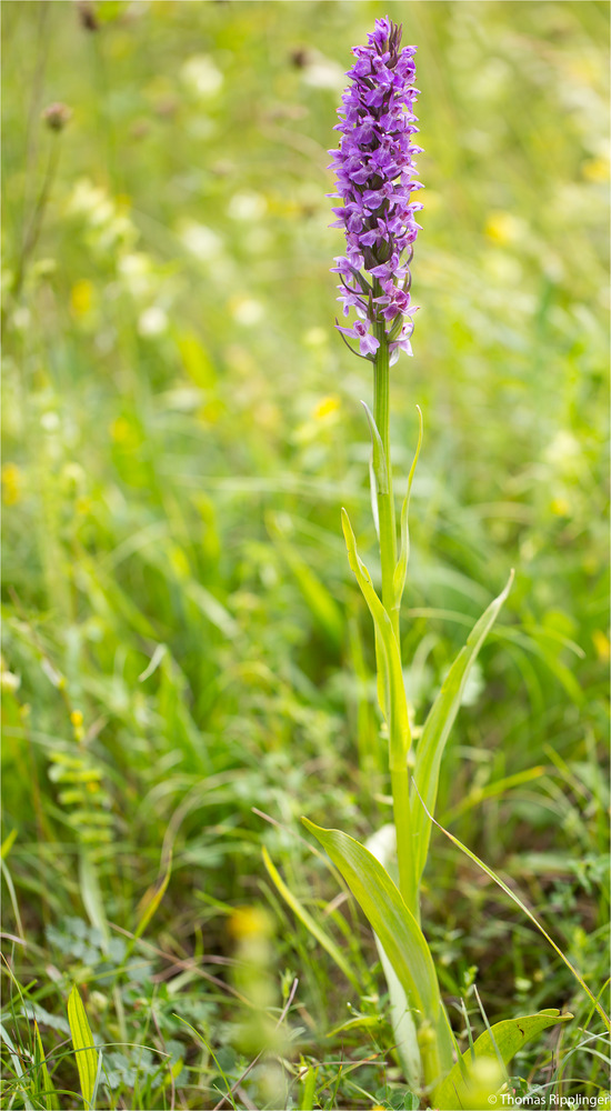 Übersehenes Knabenkraut (Dactylorhiza praetermissa) .