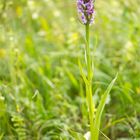 Übersehenes Knabenkraut (Dactylorhiza praetermissa) .