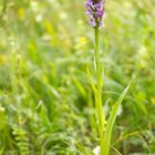 Übersehenes Knabenkraut (Dactylorhiza praetermissa)