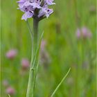 Übersehenes Knabenkraut (Dactylorhiza praetermissa)