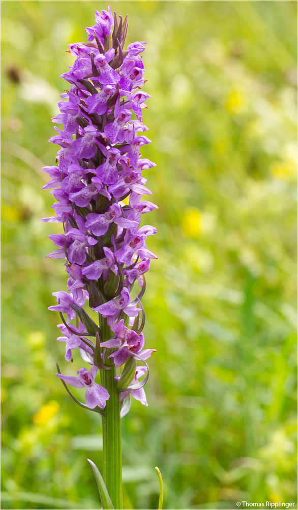 Übersehenes Knabenkraut (Dactylorhiza praetermissa)