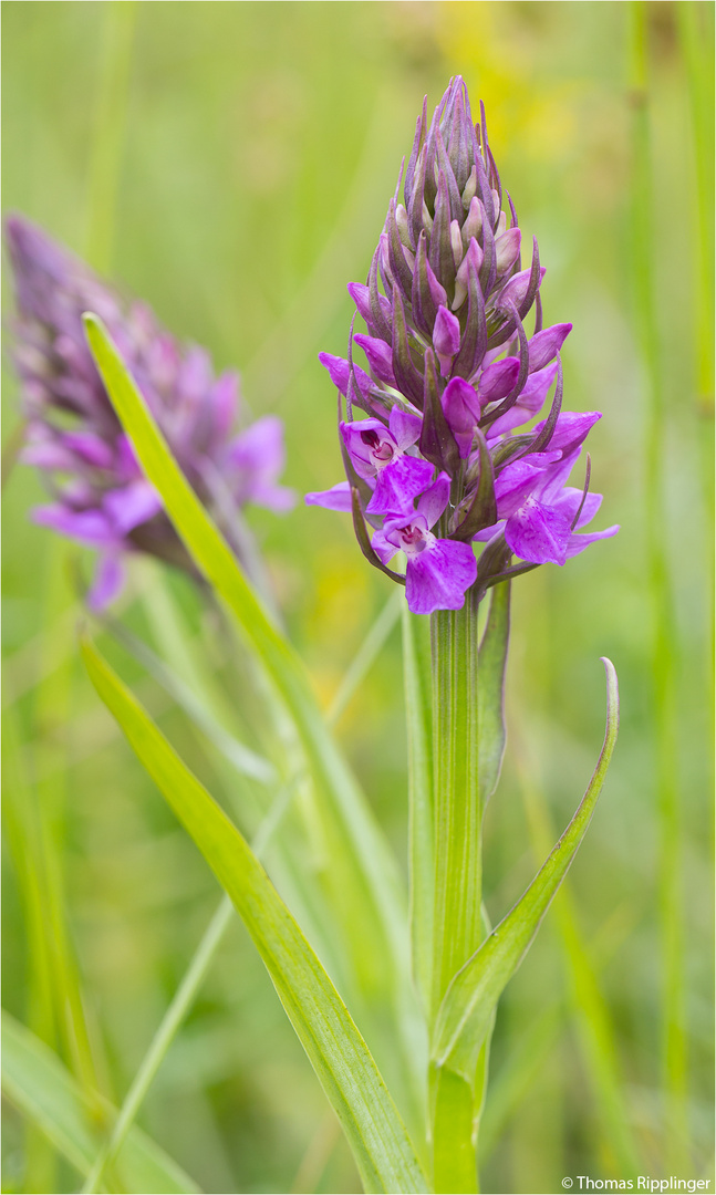 Übersehenes Knabenkraut (Dactylorhiza praetermissa)