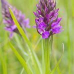 Übersehenes Knabenkraut (Dactylorhiza praetermissa)