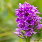 Übersehenes Knabenkraut (Dactylorhiza praetermissa)