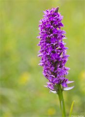 Übersehenes Knabenkraut (Dactylorhiza praetermissa)