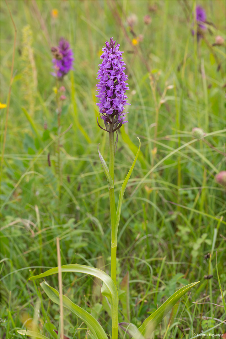 Übersehenes Knabenkraut (Dactylorhiza praetermissa)