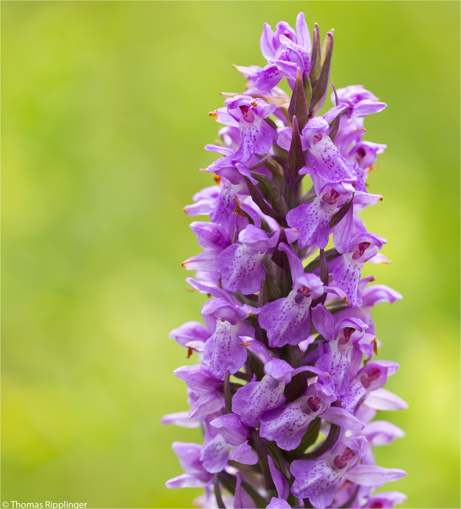 Übersehenes Knabenkraut (Dactylorhiza praetermissa)