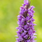 Übersehenes Knabenkraut (Dactylorhiza praetermissa)