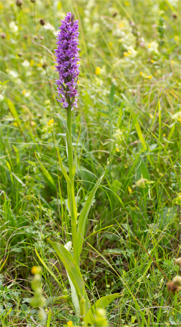 Übersehenes Knabenkraut (Dactylorhiza praetermissa)