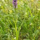 Übersehenes Knabenkraut (Dactylorhiza praetermissa)