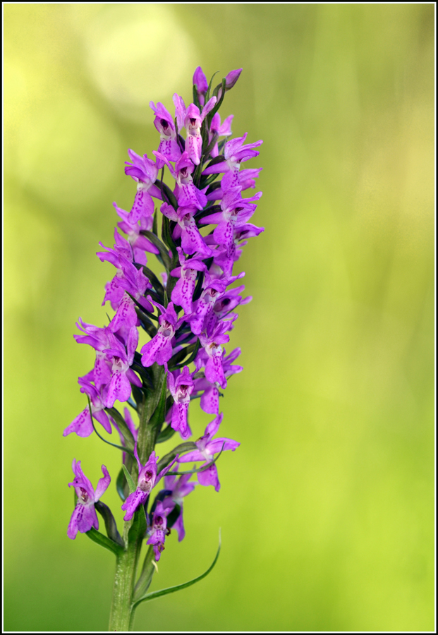 Übersehenes Knabenkraut /Dactylorhiza praetermissa.......