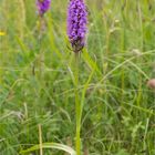 Übersehenes Knabenkraut (Dactylorhiza praetermissa) .