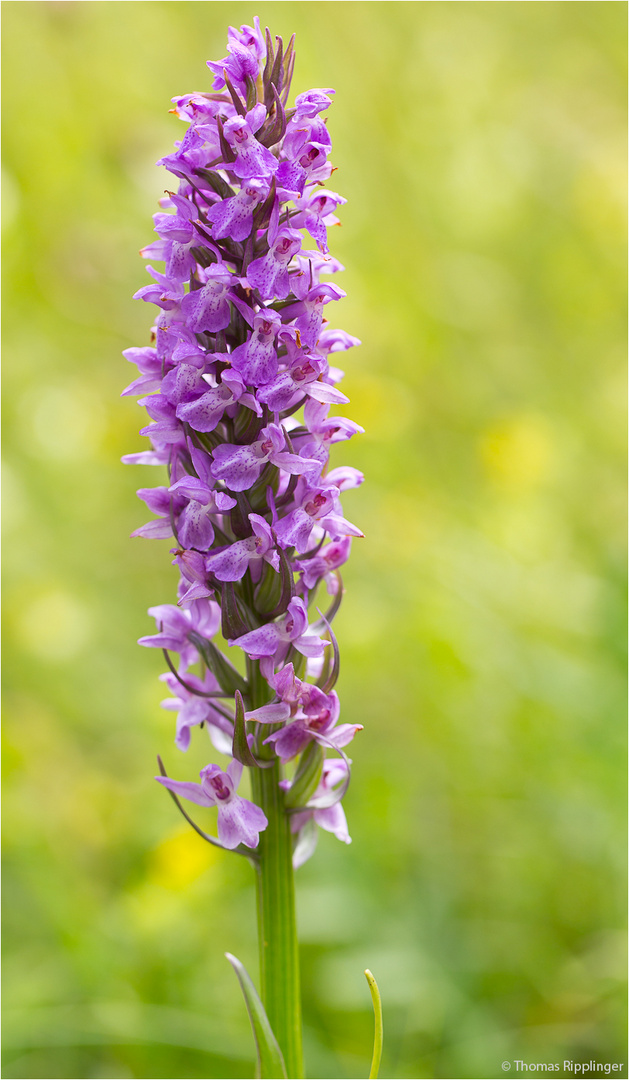 Übersehenes Knabenkraut (Dactylorhiza praetermissa)