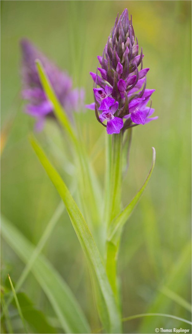 Übersehenes Knabenkraut (Dactylorhiza praetermissa)