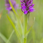 Übersehenes Knabenkraut (Dactylorhiza praetermissa)