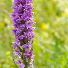 Übersehenes Knabenkraut (Dactylorhiza praetermissa)