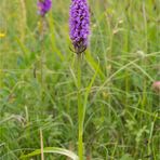 Übersehenes Knabenkraut (Dactylorhiza praetermissa) info