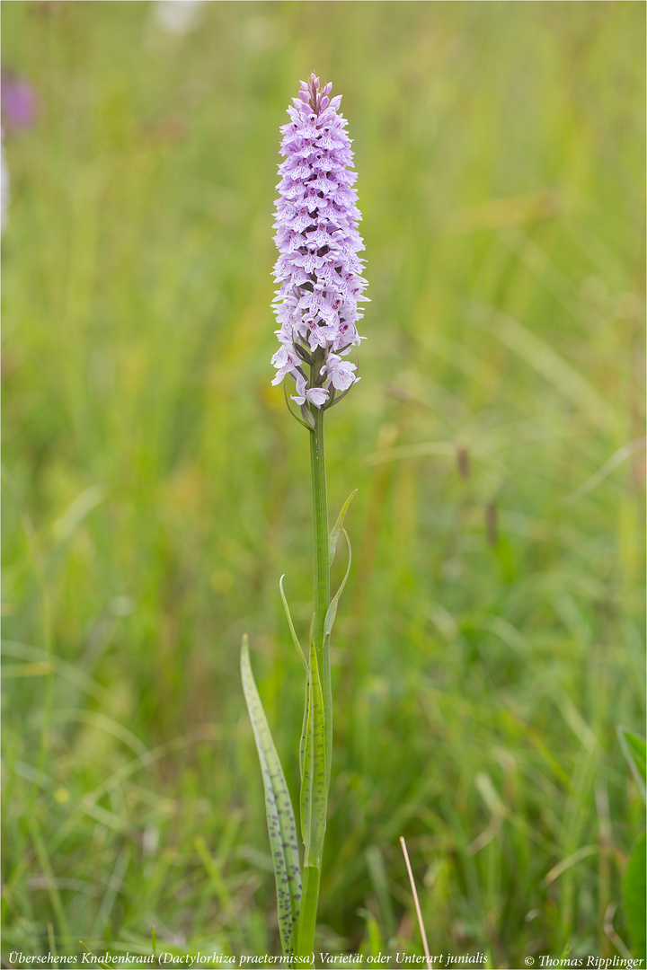 Übersehenes Knabenkraut (Dactylorhiza praetermissa) Varietät junialis