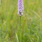 Übersehenes Knabenkraut (Dactylorhiza praetermissa) Varietät junialis