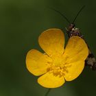 Übersicht ist alles, Dettingen an der Erms, Biosphärengebiet schw. Alb