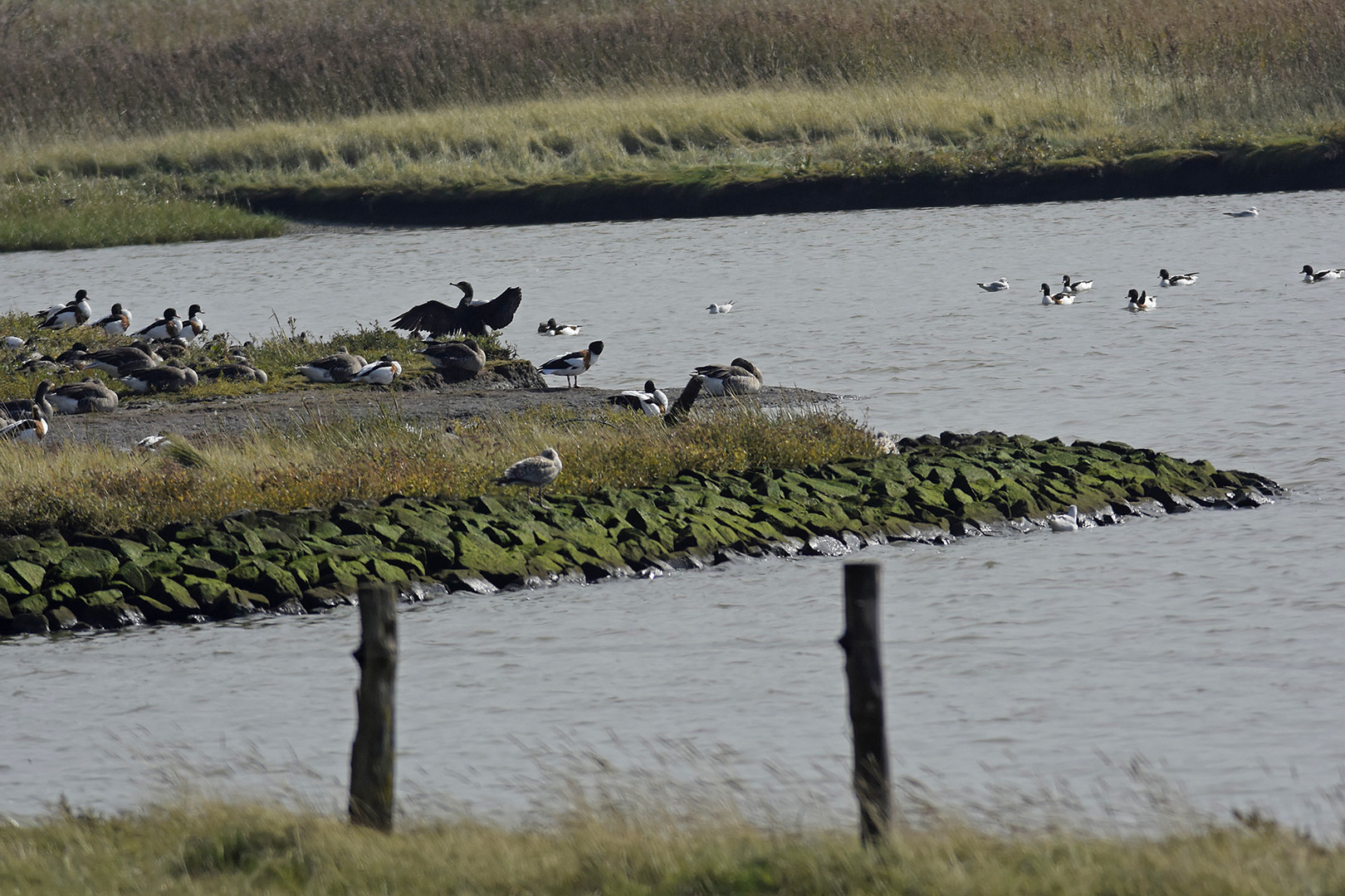 Übersicht mit Wassergeflügel am Nessmersieler Speicherpolder