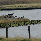 Übersicht mit Wassergeflügel am Nessmersieler Speicherpolder