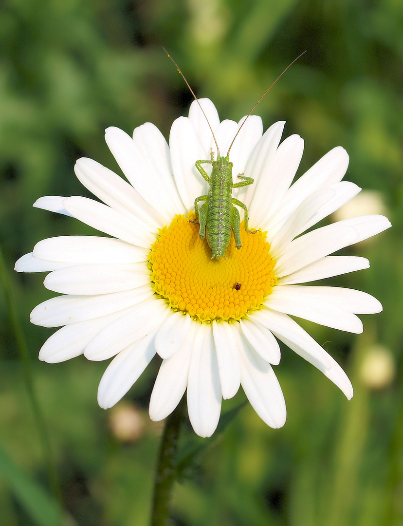 Überstrahltes  Mittwochsblümchen mit Inhalt