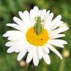 Überstrahltes  Mittwochsblümchen mit Inhalt