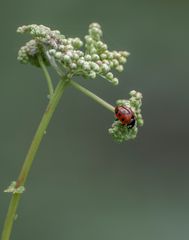 Übertreib es blos nicht.....