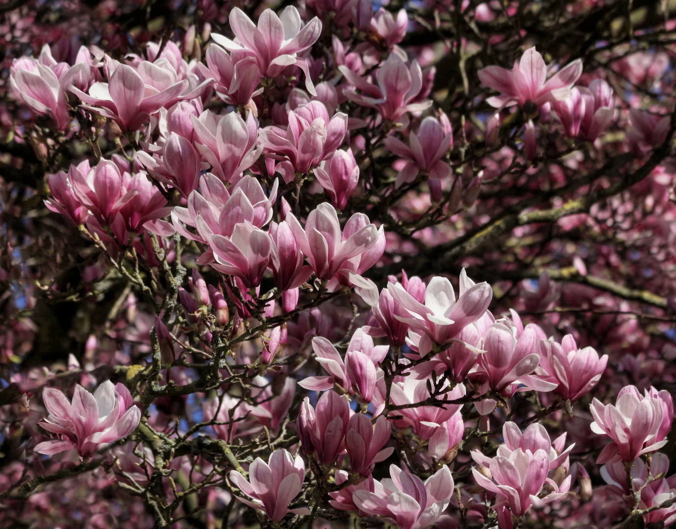 Übervoll mit Blüten...