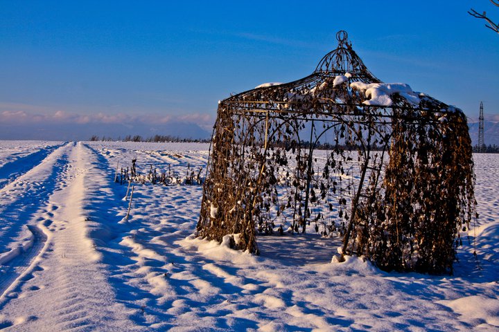 Überwachsener Pavillon im Schnee