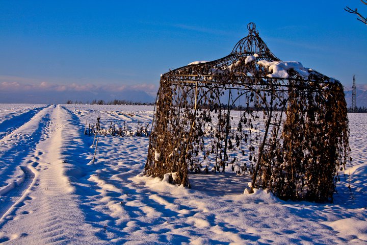 Überwachsener Pavillon im Schnee von Cocoa 