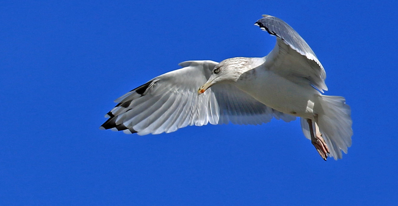 Überwachungsflug