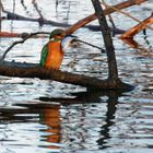 Überwältigend große Beute - Eisvogel  (Alcedo atthis) mit Fisch