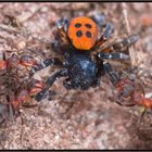 Überwältigt: Röhrenspinne zwischen Ameisen