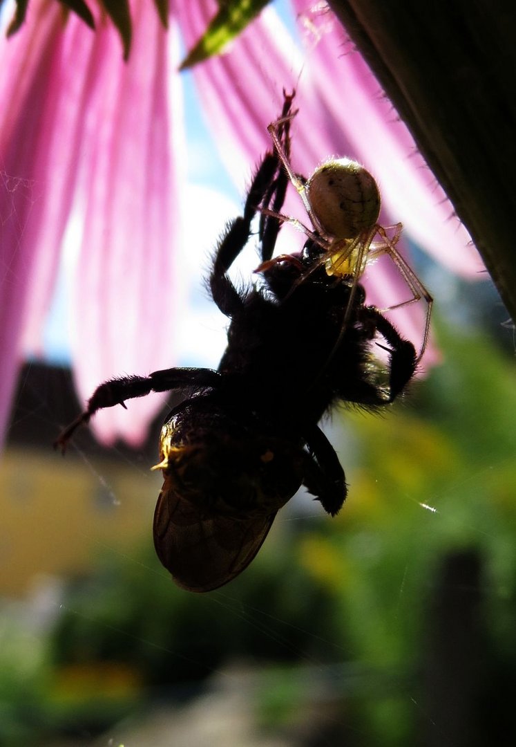 Überwältigt - Unbekannte Spinne hat Biene erbeutet