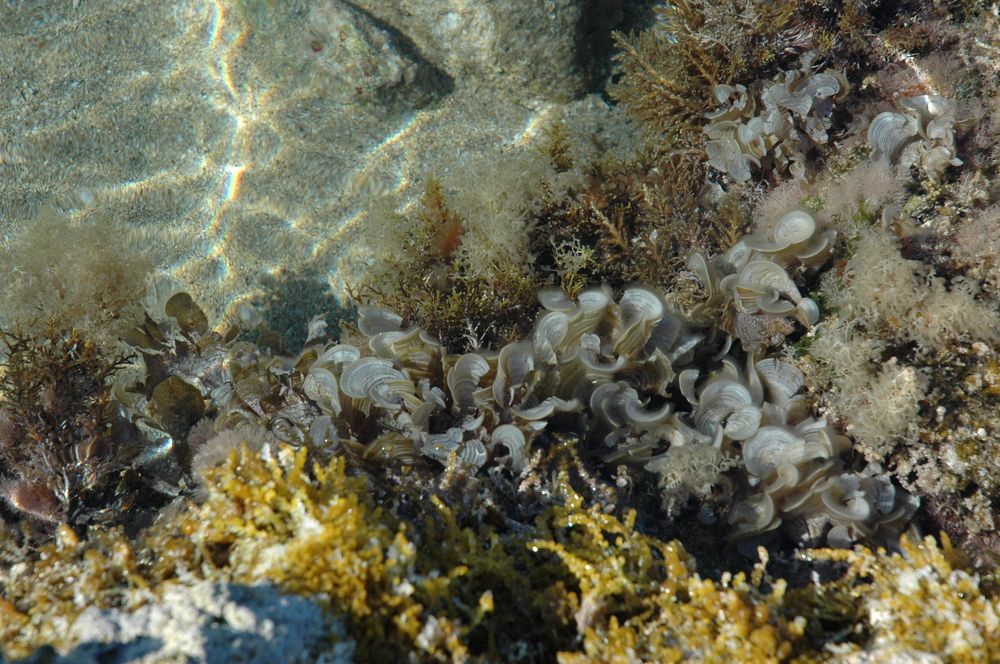 überwasserunterwasserschnappschuss