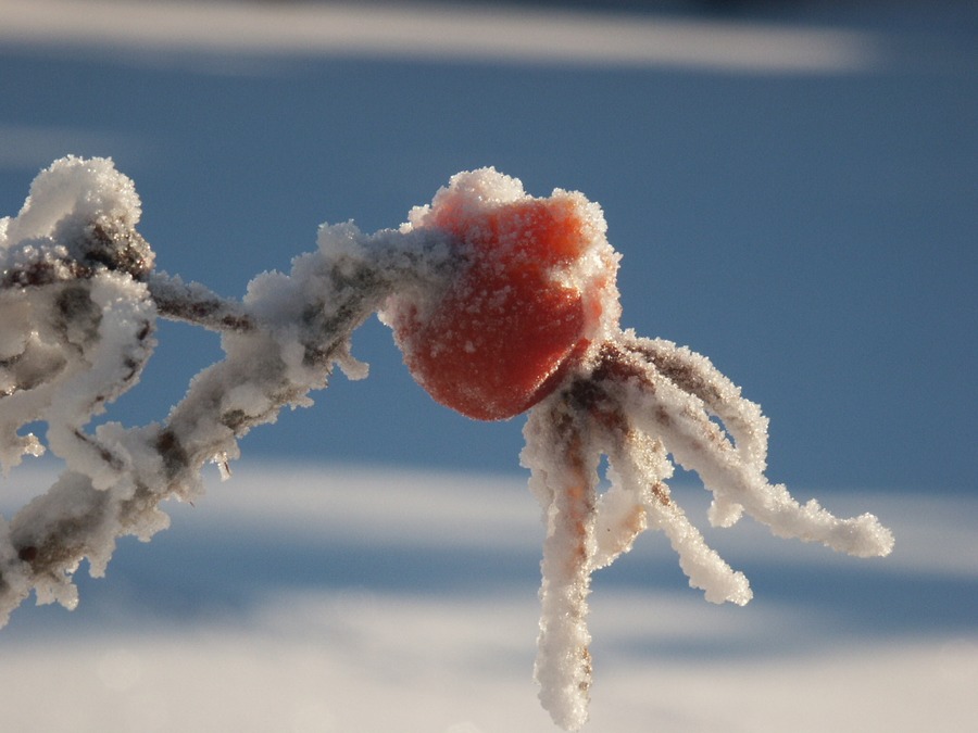 Überwintern