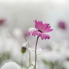 überwintern 2