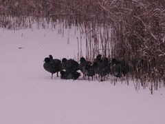 Überwintern auf dem Eis - Blässhühner