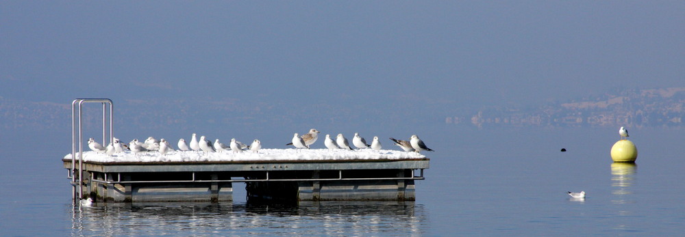 Überwintern