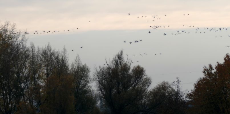 Überwinternde Gänse am Niederrhein
