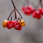 Überwintert ... Beeren