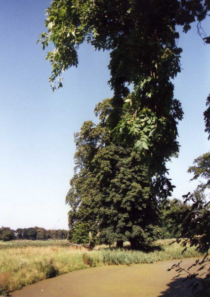 Überwuchert im Lenee-Park Basedow ?