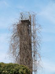 Überwucherter Turm