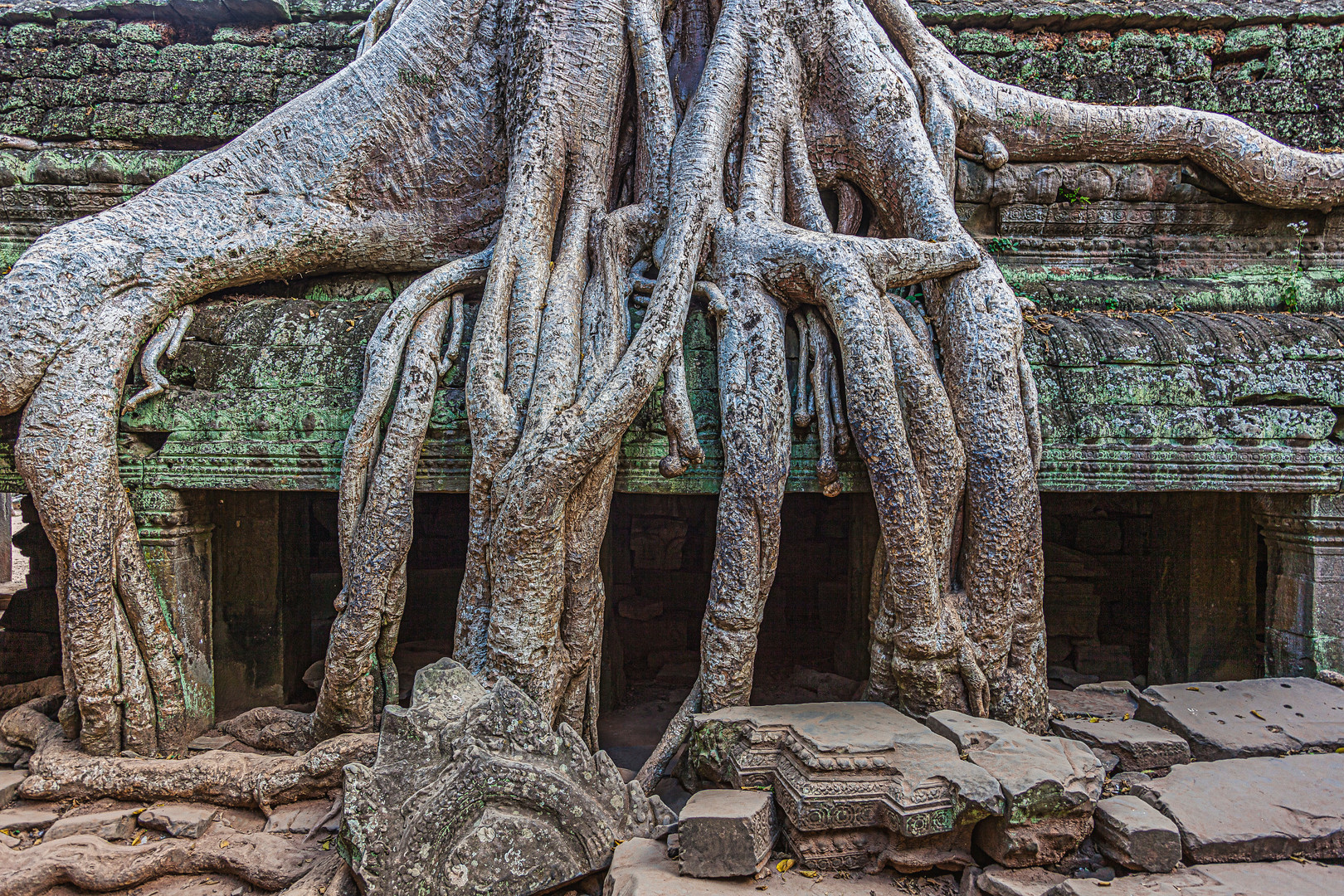 Überwuchs - Angkor Wat