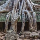Überwuchs - Angkor Wat