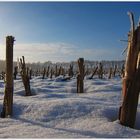 Übrig geblieben im Schnee