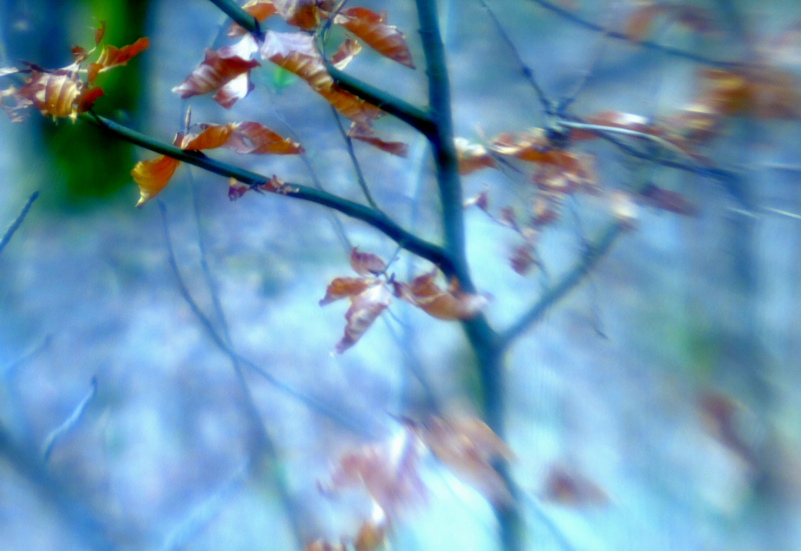 übrig vom letzten Herbst