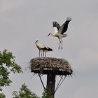 Übung der Flügelmuskulatur.